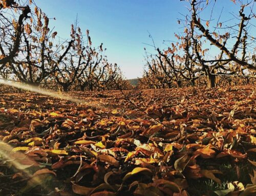 IMPORTANCIA DE LOS TRATAMIENTOS DE COBRE EN FRUTALES