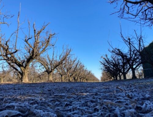 PARADA INVERNAL EN LOS FRUTALES