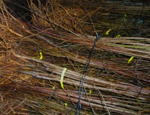 NUEVAS PLANTACIONES FRUTALES: YEMA DORMIDA O PLANTA DE AÑO